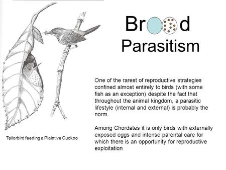 Brd Parasitism One of the rarest of reproductive strategies confined almost entirely to birds (with some fish as an exception) despite the fact that throughout.