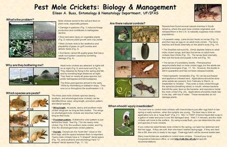 Pest Mole Crickets: Biology & Management Eileen A. Buss, Entomology & Nematology Department, UF/IFAS Whats the problem? Which species are pests? Are there.