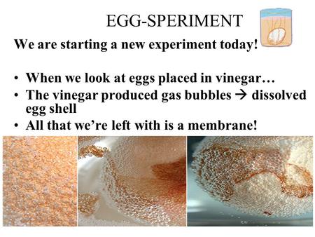 EGG-SPERIMENT We are starting a new experiment today!