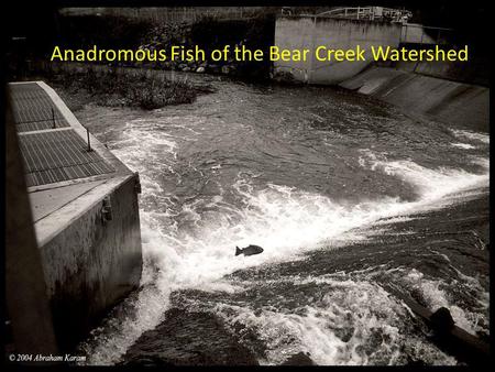 Anadromous Fish of the Bear Creek Watershed