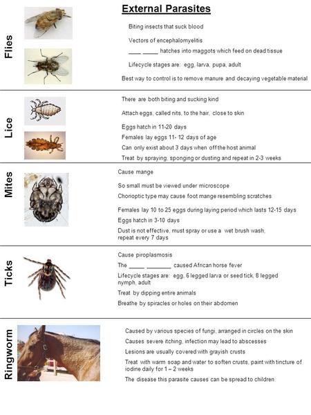 External Parasites Flies Lice Mites Ticks Ringworm