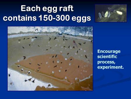 Each egg raft contains 150-300 eggs Encourage scientific process, experiment.