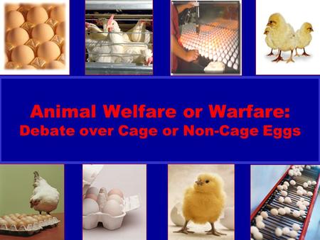 United Egg Producers Animal Welfare or Warfare: Debate over Cage or Non-Cage Eggs.