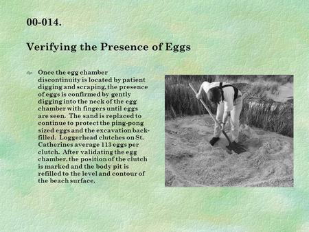 00-014. Verifying the Presence of Eggs Once the egg chamber discontinuity is located by patient digging and scraping, the presence of eggs is confirmed.