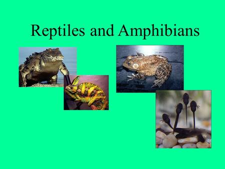 Reptiles and Amphibians