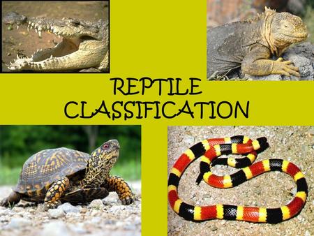 REPTILE CLASSIFICATION