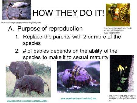 HOW THEY DO IT! A.Purpose of reproduction 1.Replace the parents with 2 or more of the species 2.# of babies depends on the ability of the species to make.