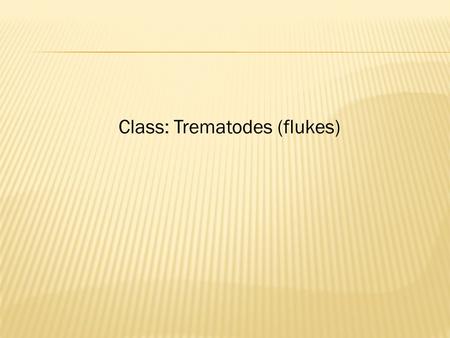 Class: Trematodes (flukes)