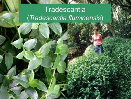 (Tradescantia fluminensis)