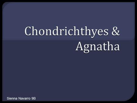 Sienna Navarro 9B. Meaning It comes from the Greek words chondr and ichthyes = cartilaginous fish cartilage fish.