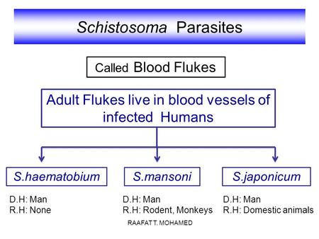 Schistosoma Parasites