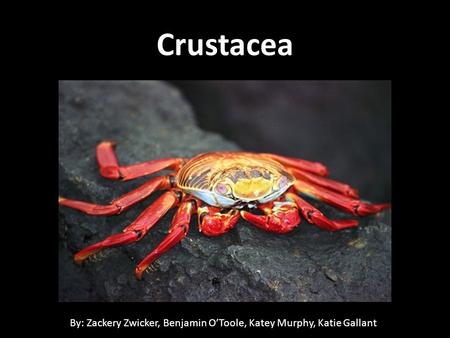 Crustacea By: Zackery Zwicker, Benjamin O’Toole, Katey Murphy, Katie Gallant.