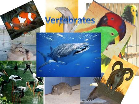 Vertebrates.