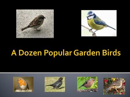 Robins can grow up to 14cm. Robins eat seeds, fruit, berries and insects. Robins display their red breasts to scare away other birds. Female robins lay.