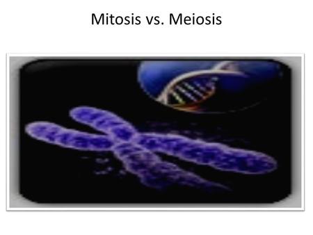 Mitosis vs. Meiosis.