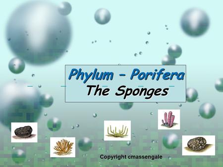 Phylum – Porifera The Sponges