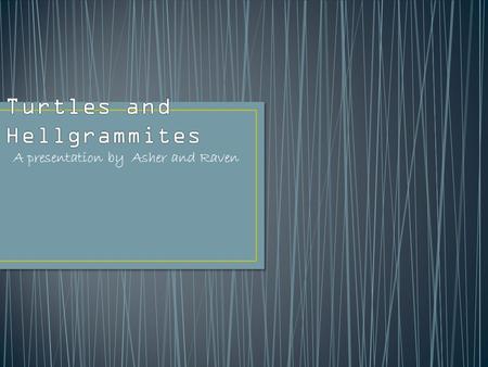A presentation by Asher and Raven. The first known existence of turtles is about 200 million years ago. Turtles are reptiles. Turtles lay their eggs on.