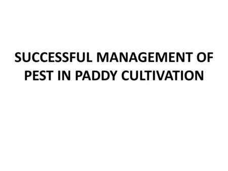 SUCCESSFUL MANAGEMENT OF PEST IN PADDY CULTIVATION