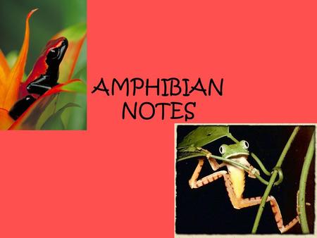 AMPHIBIAN NOTES.