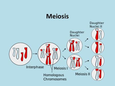 Meiosis.