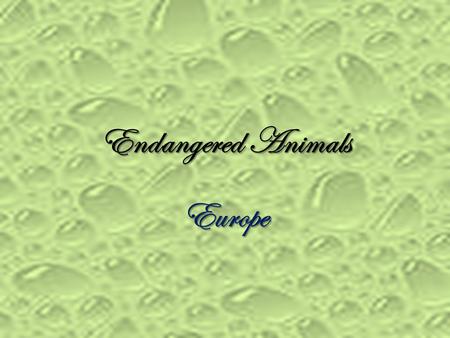 Endangered Animals Europe.