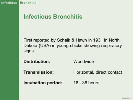 Infectious Bronchitis