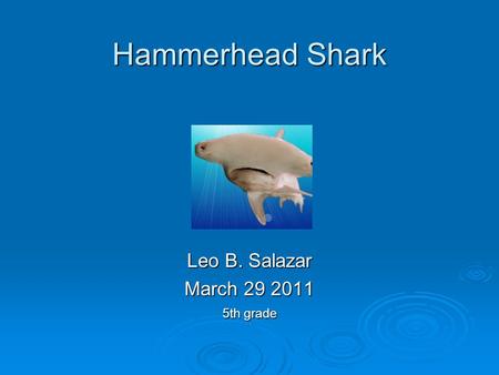 Hammerhead Shark Leo B. Salazar March 29 2011 5th grade.