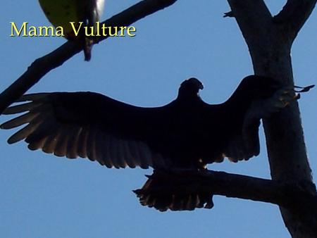 Mama Vulture. Vulture Eggs Eggs in there nest. Cant see her from this side.