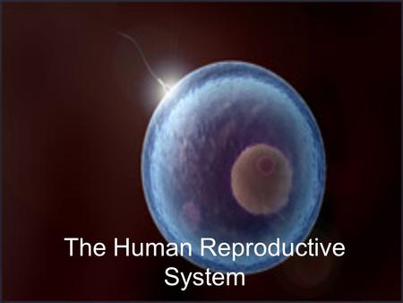 The Human Reproductive System