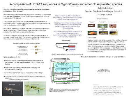 A comparison of HoxA13 sequences in Cypriniformes and other closely related species By Emily Edenburn Teacher, East Rock Global Magnet School, 8 7 th Grade.