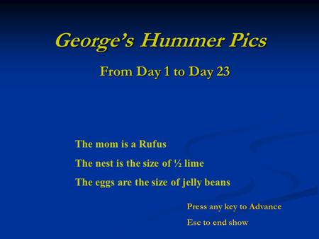 Georges Hummer Pics From Day 1 to Day 23 The mom is a Rufus The nest is the size of ½ lime The eggs are the size of jelly beans Press any key to Advance.