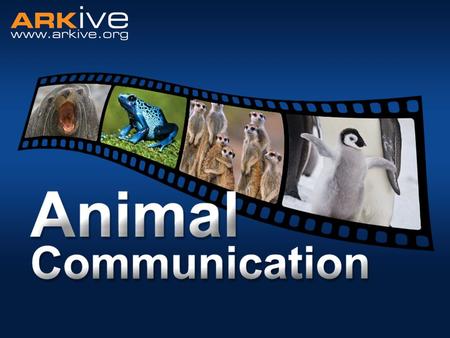 Animal communication Communication: the imparting or exchanging of information Used between members of the same species… ….or between members of different.