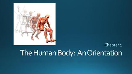 The Human Body: An Orientation