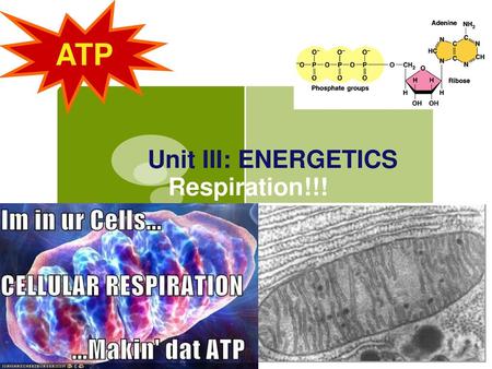 Unit III: ENERGETICS Respiration!!!