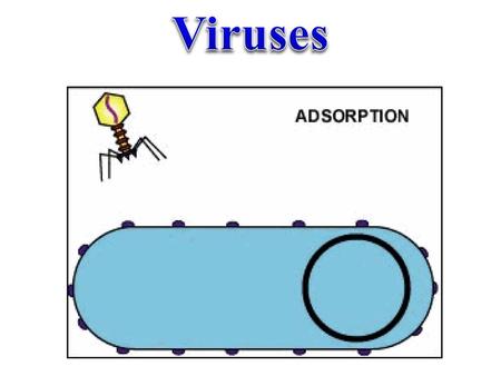 Viruses.