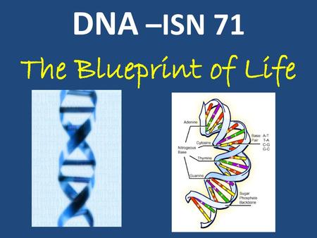 DNA –ISN 71 The Blueprint of Life