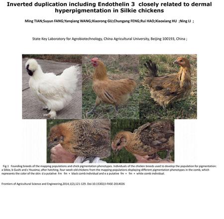 Inverted duplication including Endothelin 3 closely related to dermal hyperpigmentation in Silkie chickens Ming TIAN;Suyun FANG;Yanqiang WANG;Xiaorong.