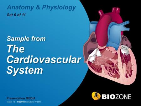 Human Heart Structure Aorta Vena Cava Pulmonary Artery Left Atrium