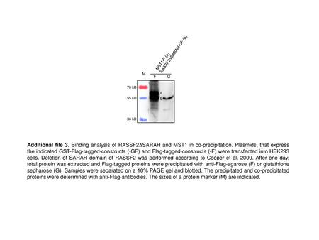 RASSF2DSARAH-GF (b) MST1-F (a) M F G 70 kD a 55 kD b 36 kD