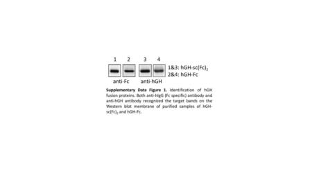 1&3: hGH-sc(Fc)2 2&4: hGH-Fc anti-Fc anti-hGH