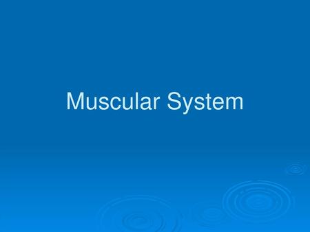 Muscular System.