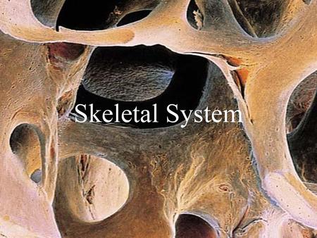 Skeletal System.