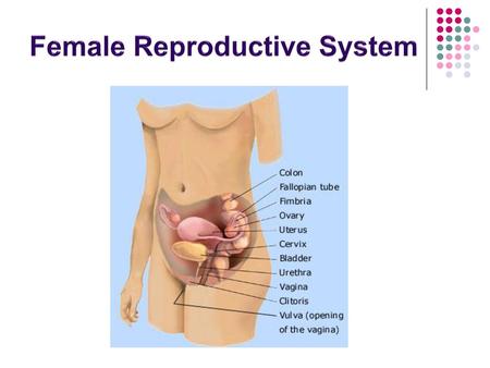 Female Reproductive System