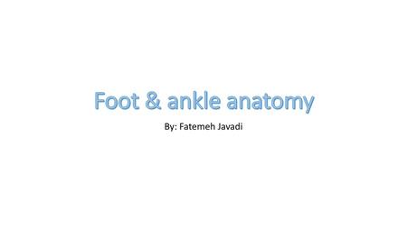 Foot & ankle anatomy By: Fatemeh Javadi.