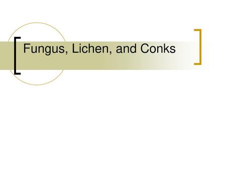 Fungus, Lichen, and Conks