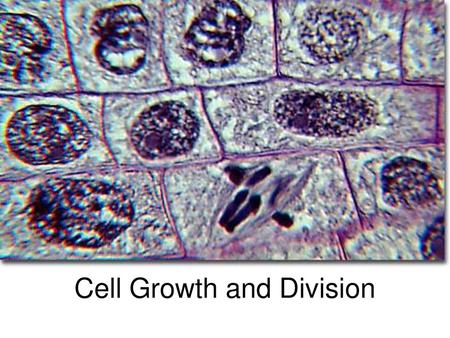 Cell Growth and Division