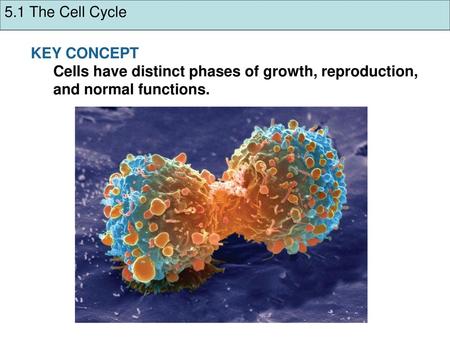 5.1 The Cell Cycle KEY CONCEPT Cells have distinct phases of growth, reproduction, and normal functions.