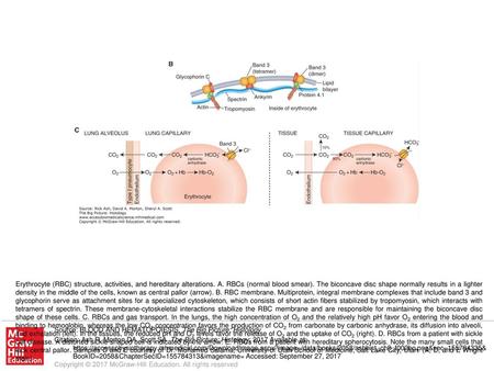 Erythrocyte (RBC) structure, activities, and hereditary alterations. A