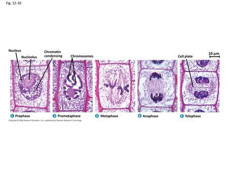 10 µm Fig Nucleus Chromatin condensing Nucleolus Chromosomes