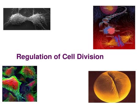 Regulation of Cell Division